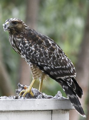 Red Shouldered Hawk