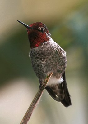 Anna's Hummingbird