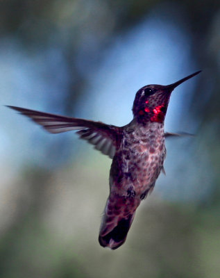 Anna's Hummingbird