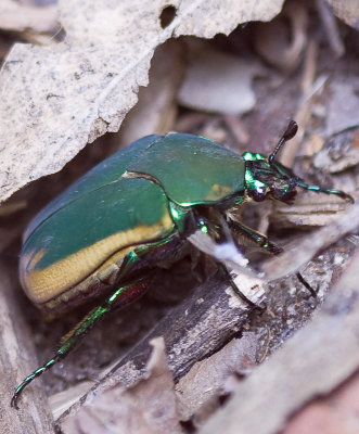 Green Metallic beetle