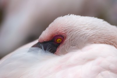 Flamingo at rest