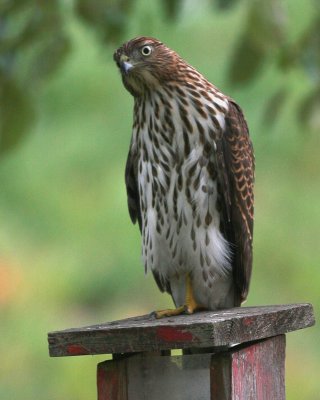 Sharp-shinned Hawk