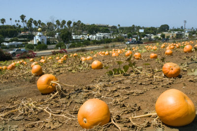 Pumpkin Patch