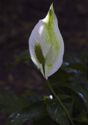 IMG_0363.jpg