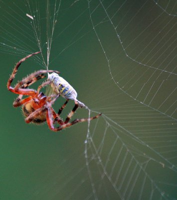 Spider Snags a Bee