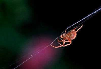 New Web in the Rose Garden