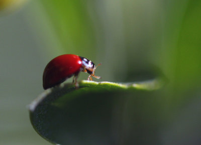 Lady Bug and a Juicy Mite