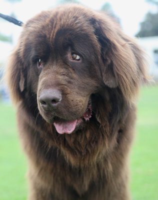 Newfoundland Puppy