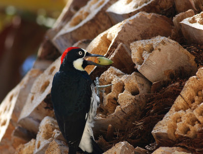 Acorn Woodpecker