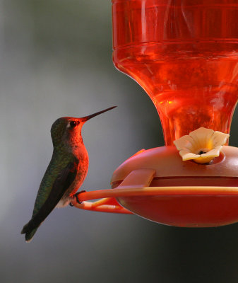 Anna's Hummingbird