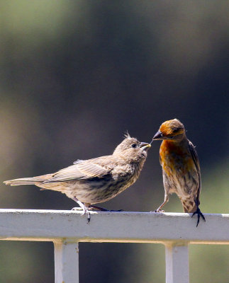 House Finches