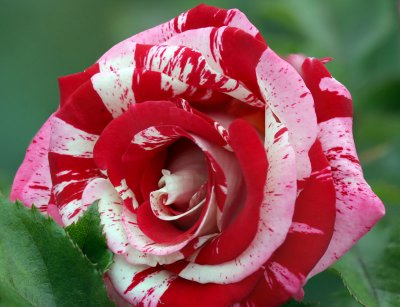 Untitled1c.jpg