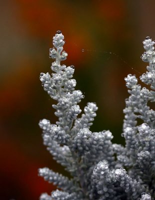 IMG_6487.jpg