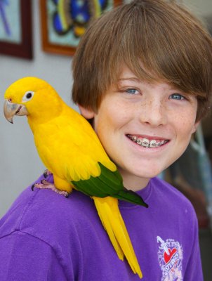 Golden Conure and Friend