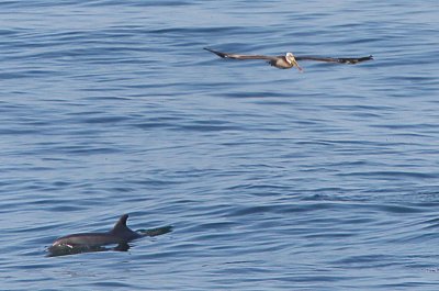 Brown Pelican and Dolphin