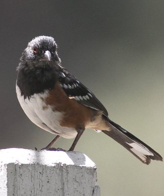 Spotted Towhee (male)