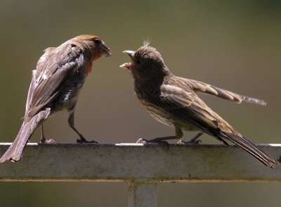 House Finch and Youngster