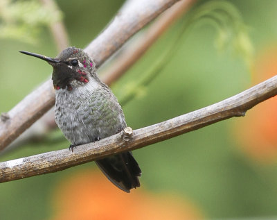 Anna's Hummingbird