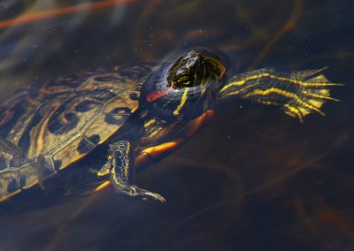 Red-eared Slider Turtle