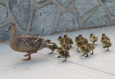 Early Evening Promenade