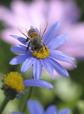 Blue and Pink Petals