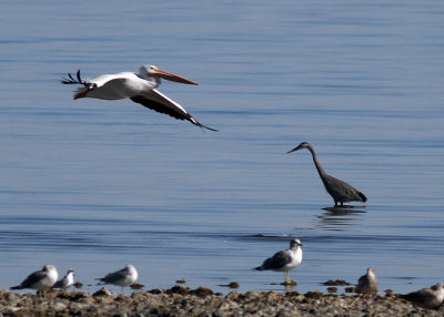 White Pelican, Great Blue Heron, and Yellow-footed Gulls