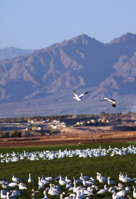 Snow Geese
