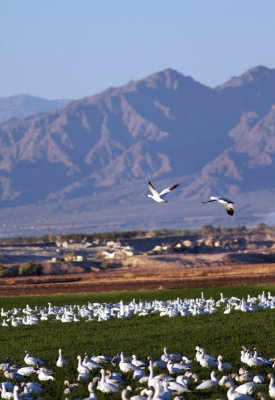 Snow Geese