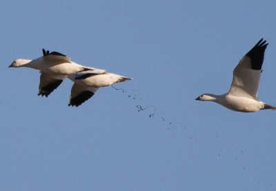 Loose as a Goose