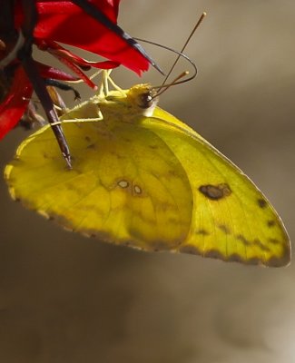 Cloudless Sulphur Butterfly