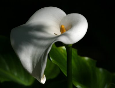 Calla Lily