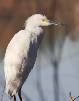 Snowy Egret