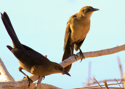 Great-tailed Grackle (females)