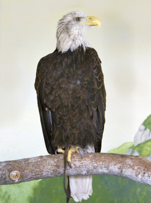 American Bald Eagle