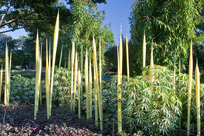 Yellow Reeds