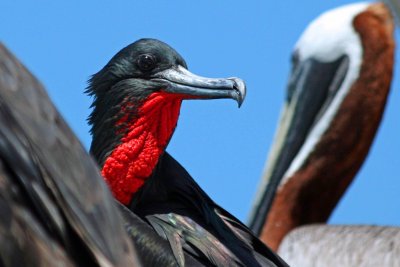 Magnificant Frigatebird & Pelican