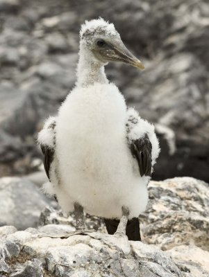 Waved Albatross Chick