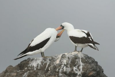 Waved Albatross Courtship