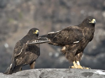 Galapagos Hawks on Hood Island
