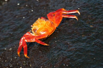 Sall Lightfoot Crab