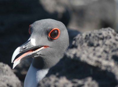 Swallow-tailed Gull on Bartolome Island