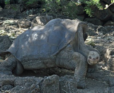 Galapagos Giant Tortoise - Charles Darwin Research Station