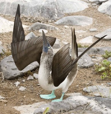 Blue-footed Boobie