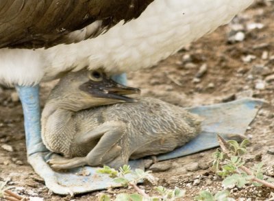 Blue-footed Boobie chick