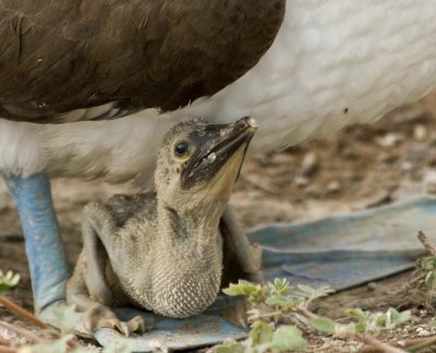 Blue-footed Boobie chick