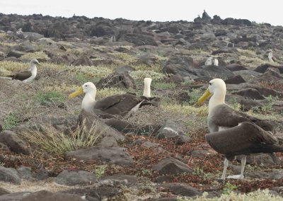 Albatross During Breeding Season