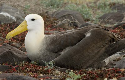 Waved Albatross