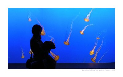 jellyfish, monterey