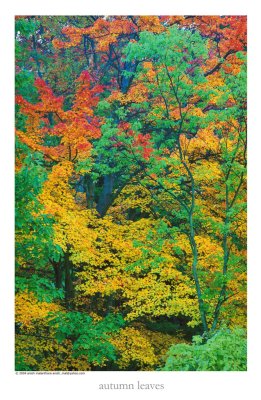 autumn tree colors new england