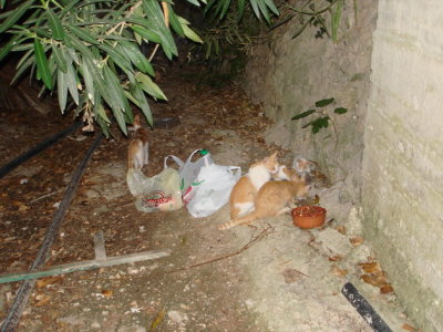 Photo 2413 : In the stream where we feed the cats. (Gatoskilaki, Ballaki and family)DSC02413_resize.JPG